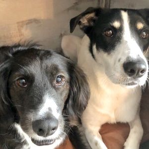 Meet your Posher, Abby